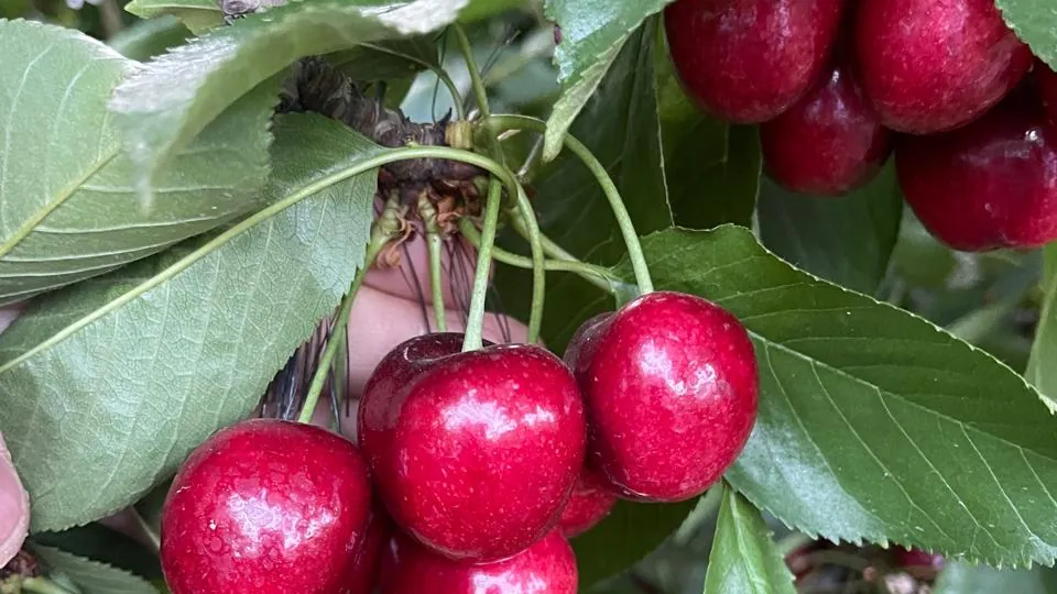 Racimo de cerezas maduras en el árbol